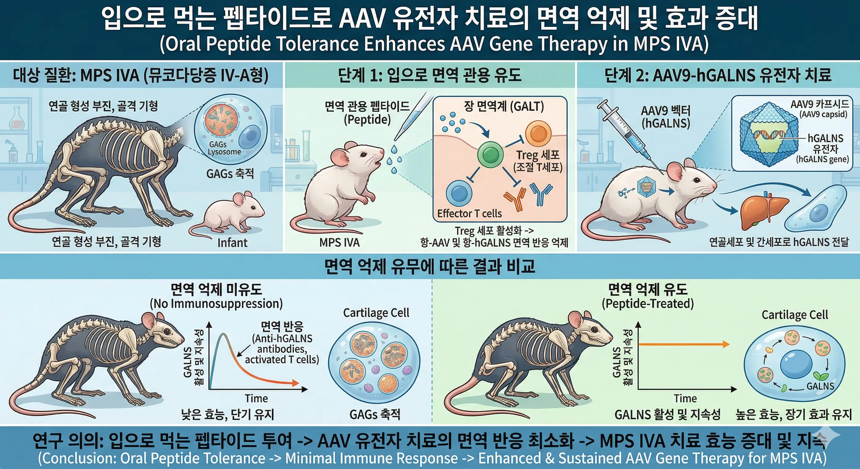 Oral Peptides and AAV Gene Therapy for Immune Tolerance