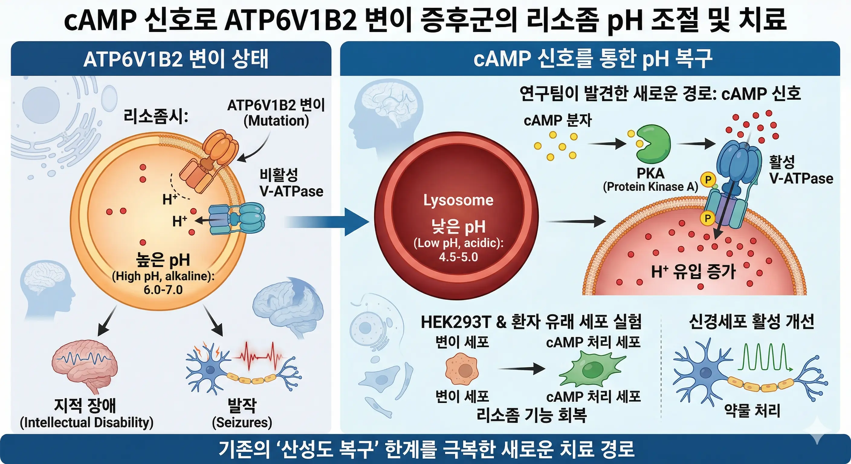 cAMP Modulates Lysosomal pH to Treat ATP6V1B2 Variant Syndrome
