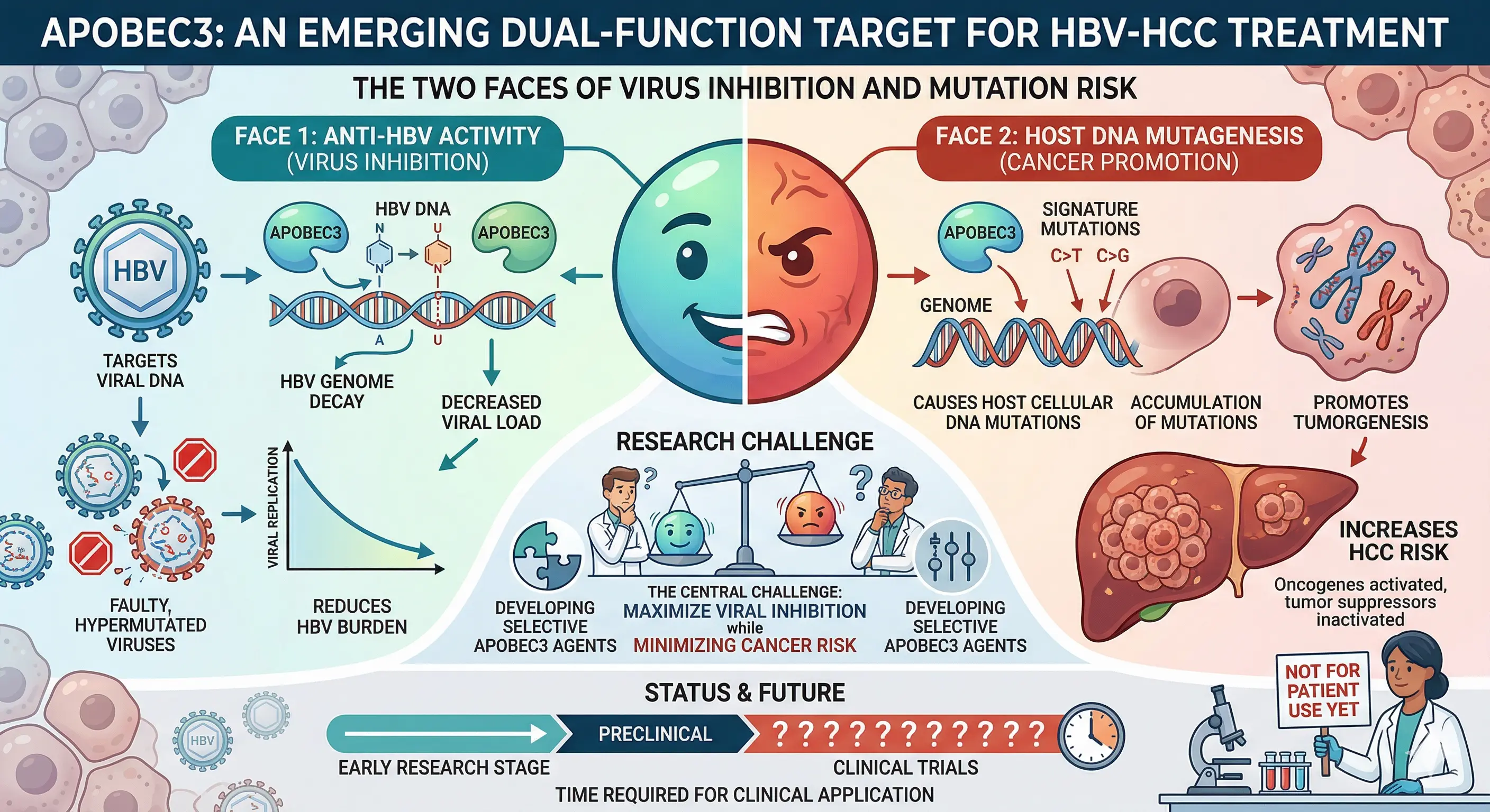 APOBEC3: A Dual-Faced Emerging Target in HBV-HCC Treatment